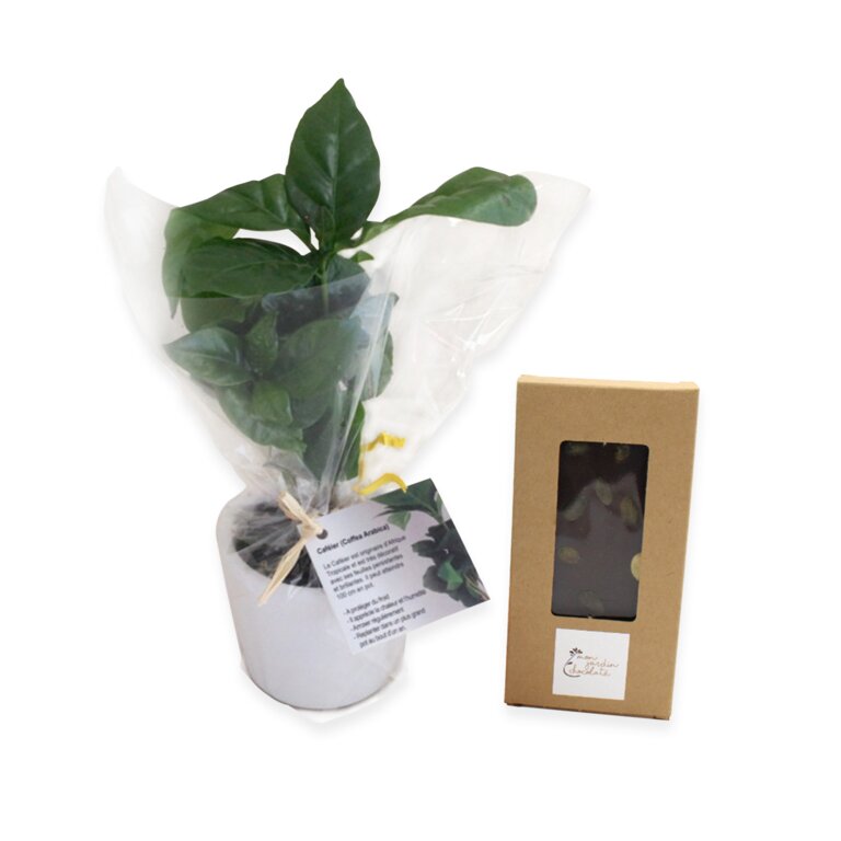 Coffret caféier personnalisable - Kafer | pandacolach