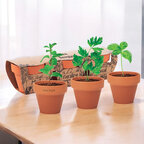 Ensemble de 3 pots de fleurs dans 3 pots différents personnalisables - Terrax | pandacolach - thumb - 2