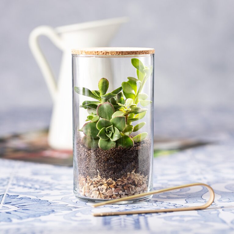 Terrarium personnalisable en verre - Makny | pandacola - 2