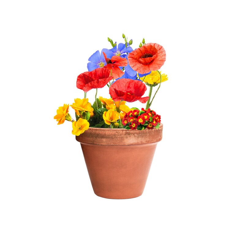 Capsule de graines personnalisé à planter - Biyo | pandacolach - 4