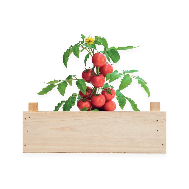 Kit de culture personnalisable en bois - Raicolt | pandacolach - 1