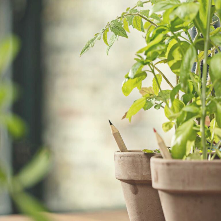Crayon de couleur publicitaire avec graines à planter | Sprout | pandacola - 2