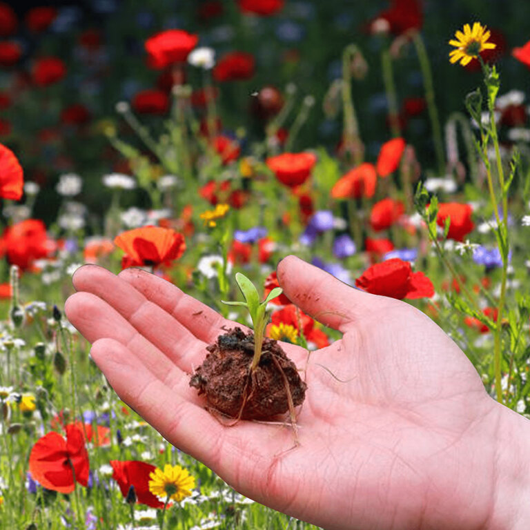 Sachet personnalisable de 6 bombes à fleurs made in France | pandacolach - 2