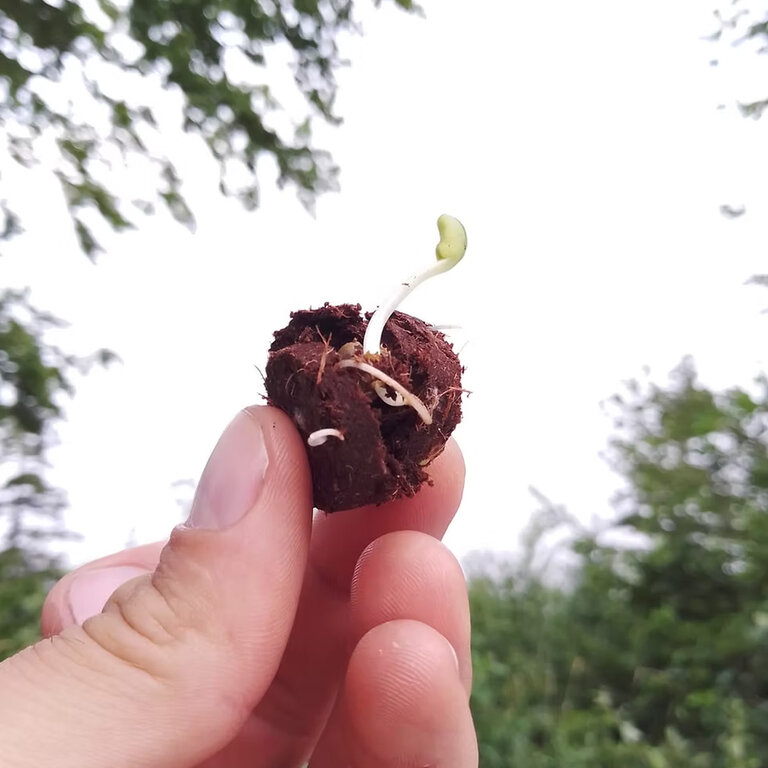 Farfalle personnalisable de 2 bombes à fleurs made in France | pandacolach - 2