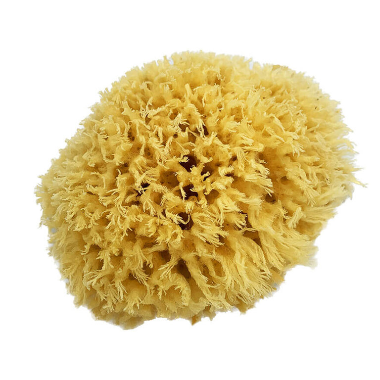 Eponge de mer naturelle et douce biodégradable | pandacolach