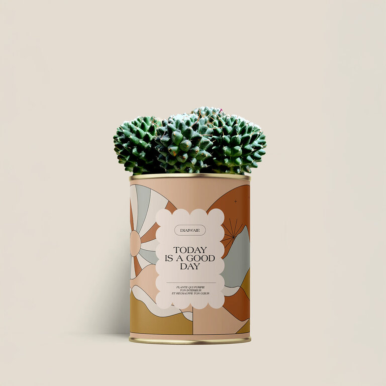 Plante dépolluante personnalisée Made in France – Cactus en pot | pandacolach