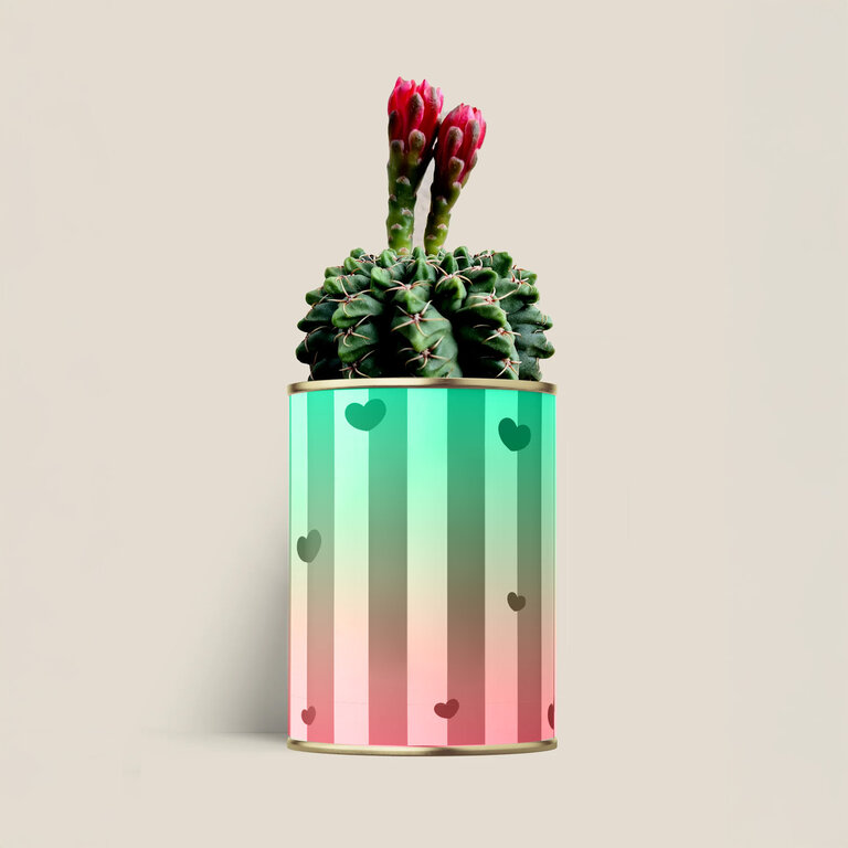 Plante dépolluante 100% personnalisable Made in France – Cactus en pot | pandacolach