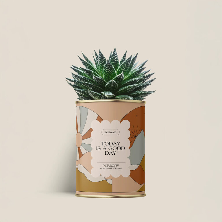 Plante dépolluante personnalisée Made in France – Aloe Vera en pot | pandacolach
